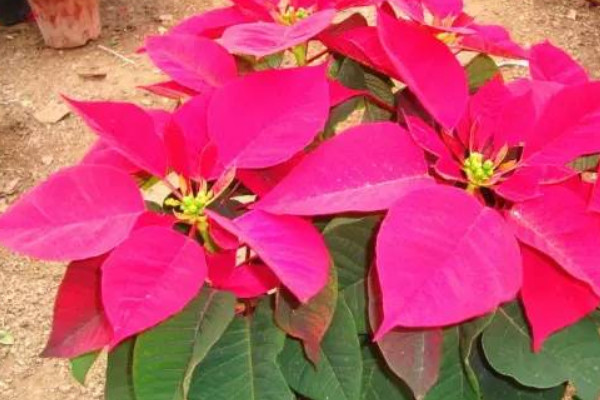 一品紅喜陽(yáng)光嗎