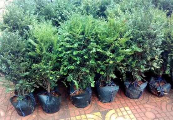 紅豆杉適合室內(nèi)養(yǎng)嗎，具有凈化空氣、延年益壽作用