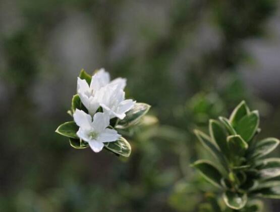 六月雪哪個(gè)品種最貴，屬金邊六月雪當(dāng)之無愧