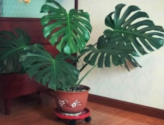 龜背竹用高盆還是矮盆，建議以高盆養(yǎng)殖最佳(紫砂盆)