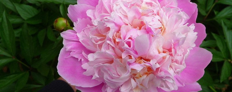 芍藥花怎么養(yǎng)