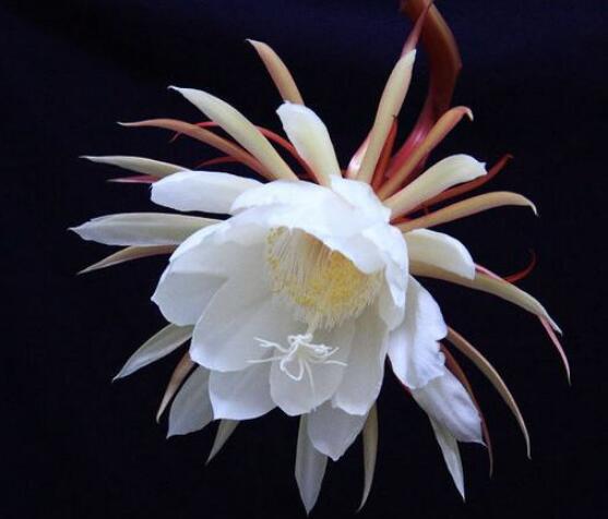 曇花的養(yǎng)殖方法和注意事項，老農(nóng)總結(jié)七大最實用養(yǎng)殖方法