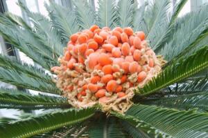 鐵樹開花后會死嗎，鐵樹開花的征兆是什么