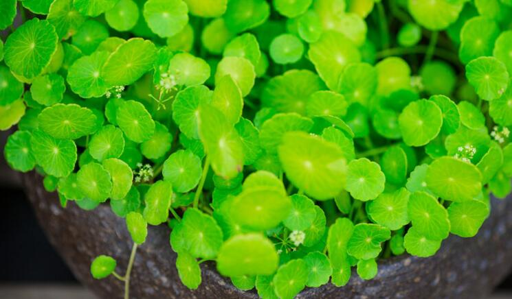 銅錢草適合室內(nèi)養(yǎng)嗎，雖然可以養(yǎng)但是要注意以下幾點(diǎn)