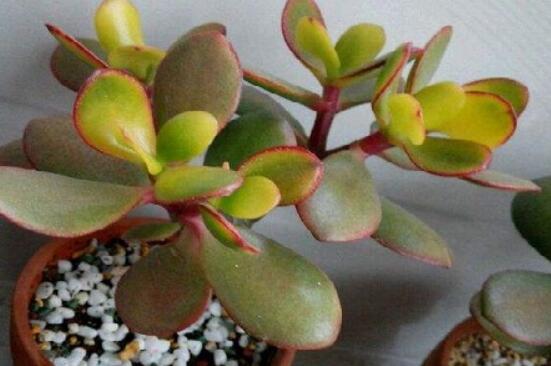 玉樹葉子發(fā)黃怎么補救，教你三種最直接有效的補救方法