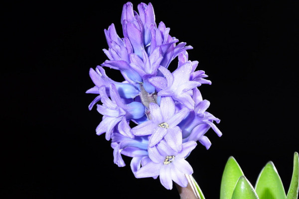 風信子的養(yǎng)殖方法與注意事項