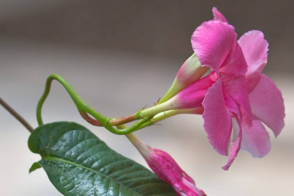 飄香藤長太長怎么辦