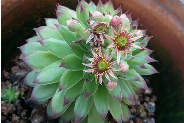 寶石花和觀音蓮的區(qū)別，詳細(xì)介紹葉子和花朵的不同