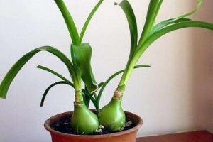 虎眼萬年青種子怎么種，萬年青的種植方法