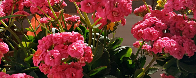 長壽花什么時候開花