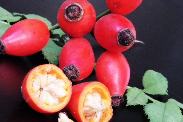 玫瑰花會(huì)結(jié)果子嗎