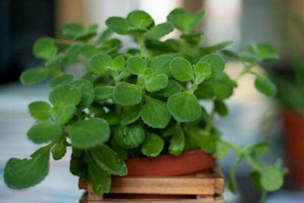 碰碰香徒長了怎么辦，適當(dāng)修剪并加強(qiáng)管理