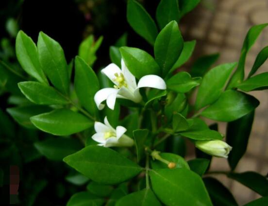 九里香多大開花，幼苗開花需3-4年/成株年年開花