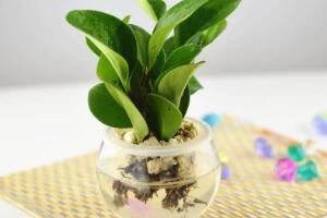 碧玉可以水培嗎，碧玉的水培養(yǎng)殖方法