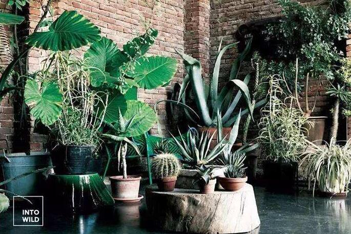 龜背竹放客廳風(fēng)水好嗎，對事業(yè)有助/對愛情有削弱的作用