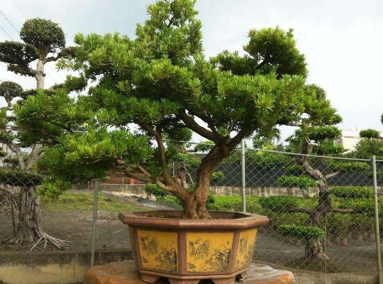 羅漢松葉子發(fā)黃怎么辦，羅漢松葉子發(fā)黃解決辦法