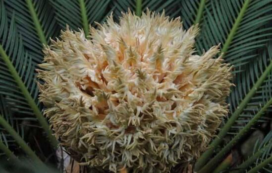 鐵樹開花什么意思，鐵樹的寓意象征著吉祥如意