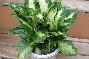 萬年青怎么澆水，萬年青多久澆次水/三天澆一次