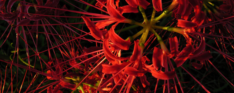 彼岸花根系發(fā)達嗎