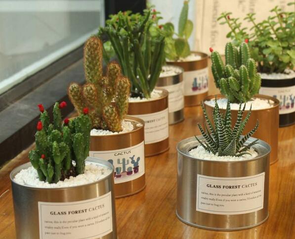 仙人球適合放在哪里，適合放在門窗口當(dāng)時(shí)不是放在東方