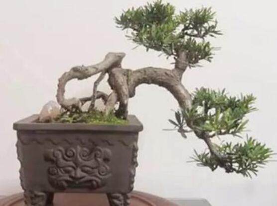 羅漢松盆景施肥，做好以有機(jī)液肥、稀薄的餅肥水為主