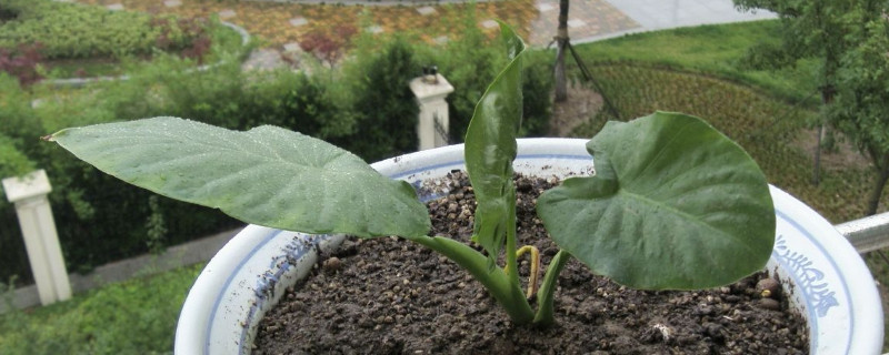 滴水觀音發(fā)芽要求