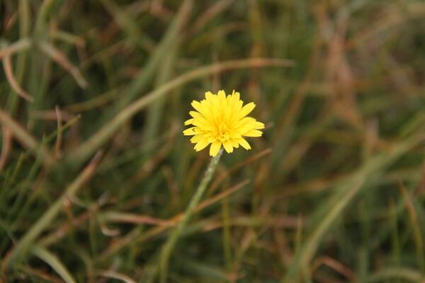 蒲公英怎么養(yǎng)，蒲公英養(yǎng)殖5大要點(diǎn)