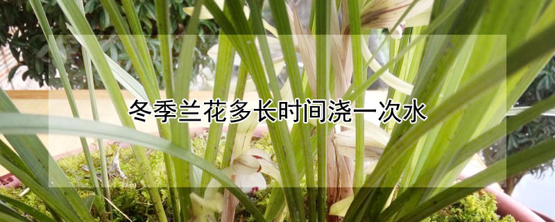 冬季蘭花多長時(shí)間澆一次水