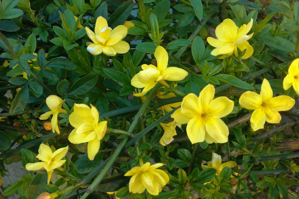 迎春花在什么季節(jié)開放