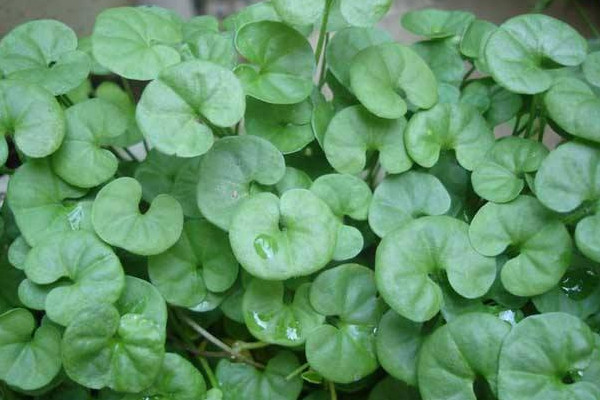 金錢草和車前草的區(qū)別