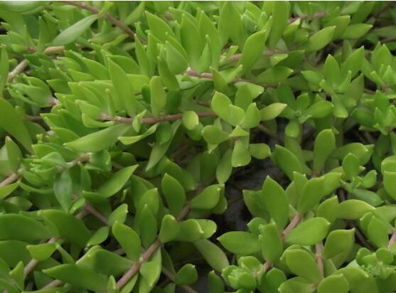 玉樹用什么肥料好，玉樹施氮磷鉀復合肥最好