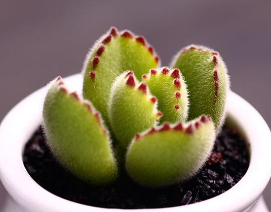 熊童子用什么土，腐葉土、園土、沙土最為合適