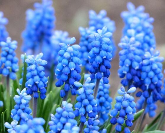 風(fēng)信子夏季怎么處理，養(yǎng)護(hù)球莖/置于陰涼通風(fēng)位置