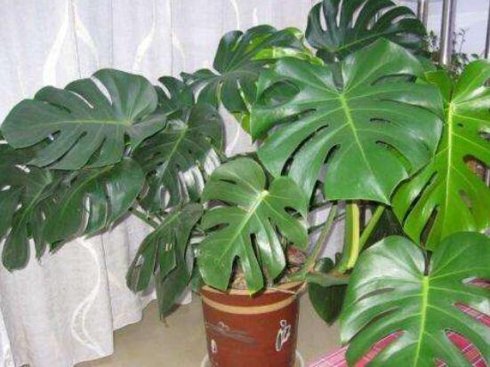 龜背竹用深盆還是淺盆，透氣性強深盆為主(陶盆/紫砂盆/泥瓦盆)