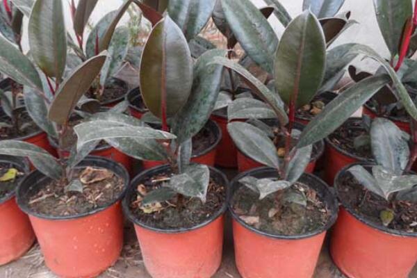 獨(dú)根橡皮樹怎么繁殖