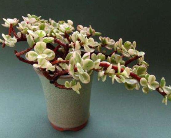 雅樂(lè)之舞的養(yǎng)殖方法和注意事項(xiàng)，老農(nóng)總結(jié)最實(shí)用八大養(yǎng)殖方法