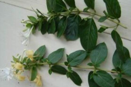 碰碰香的繁殖與養(yǎng)護(hù)，扦插繁殖存活率最高/肥水光照充足