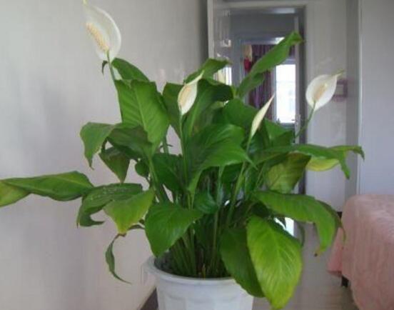 一帆風(fēng)順多久澆一次水，做到不干不澆、澆則澆透原則