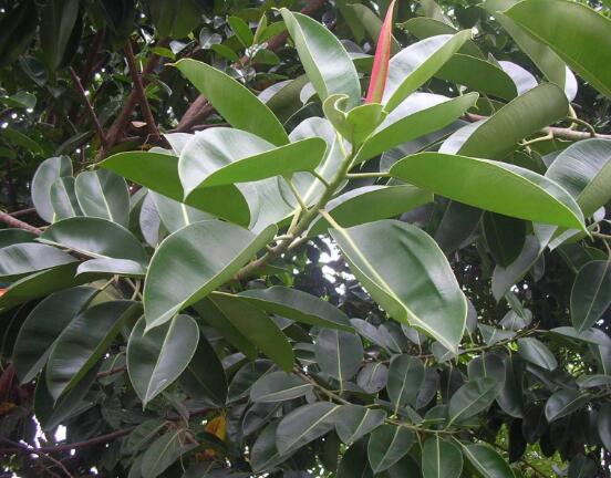 橡皮樹一盆栽幾棵最好，三棵為森八棵為發(fā)（推薦1/3/8/9）