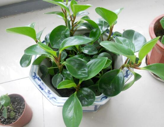 植物碧玉的風(fēng)水作用，舒緩心靈、增強(qiáng)運(yùn)勢(shì)