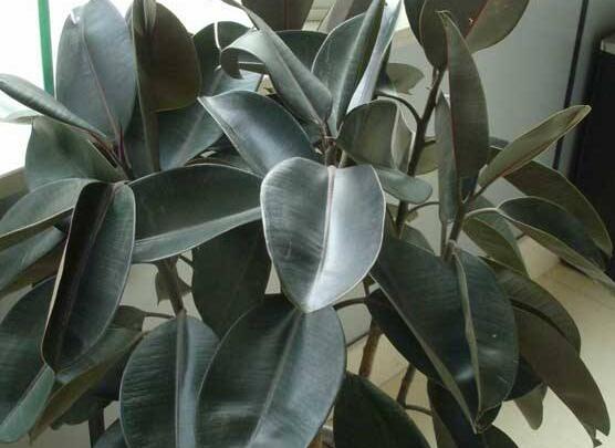 橡皮樹葉子打卷怎么辦，保持光照充足、溫度合理、忌積水