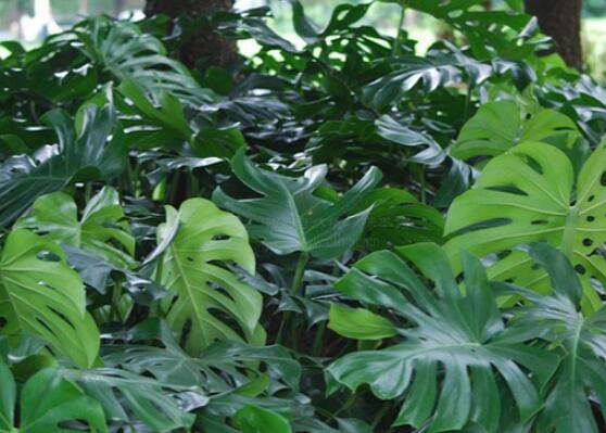 龜背竹滴水是怎么回事，只是一種正常的吐水現(xiàn)象(水分充足)