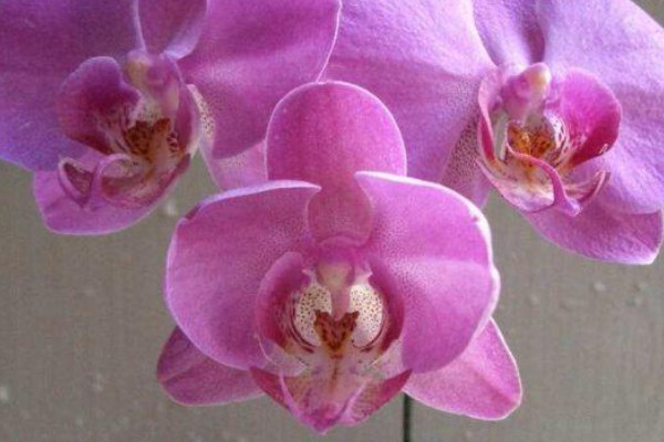 夏天養(yǎng)蝴蝶蘭應(yīng)該注意些什么