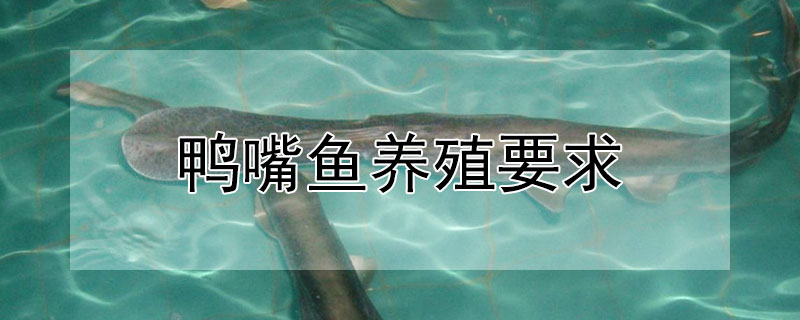 鴨嘴魚(yú)養(yǎng)殖要求
