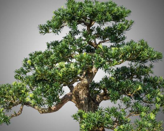 羅漢松修剪方法圖解，只需要三點(diǎn)步驟造型美觀茂盛