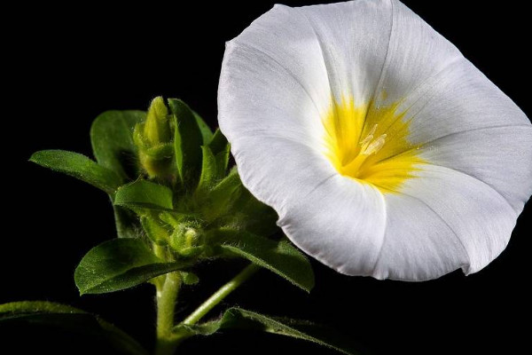 牽?；茉陉柵_(tái)上種么