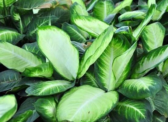 厚葉萬年青有毒嗎，誤食致人聲帶變啞、胃腸腫痛