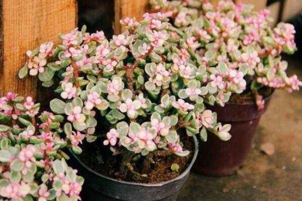 雅樂之舞可以淋雨嗎，可適當淋雨但要注意以下幾點