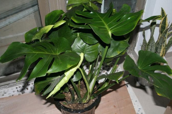 龜背竹葉子邊緣發(fā)黃怎么辦，控制溫度并做好遮陰措施