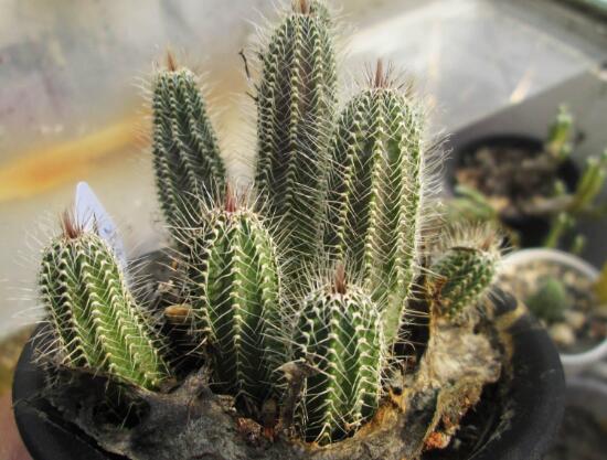 仙人掌喜歡陽光嗎，長日曬生長更健康